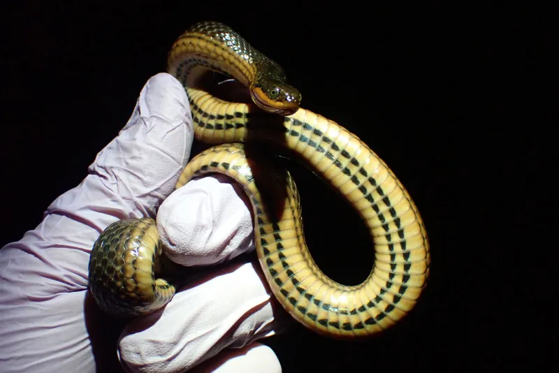 Rattlesnakes face increased risk of deadly infections