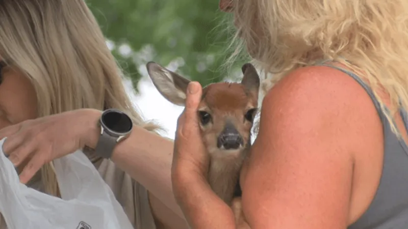 Wildlife rehab sees increase of orphaned animals as breeding season peaks