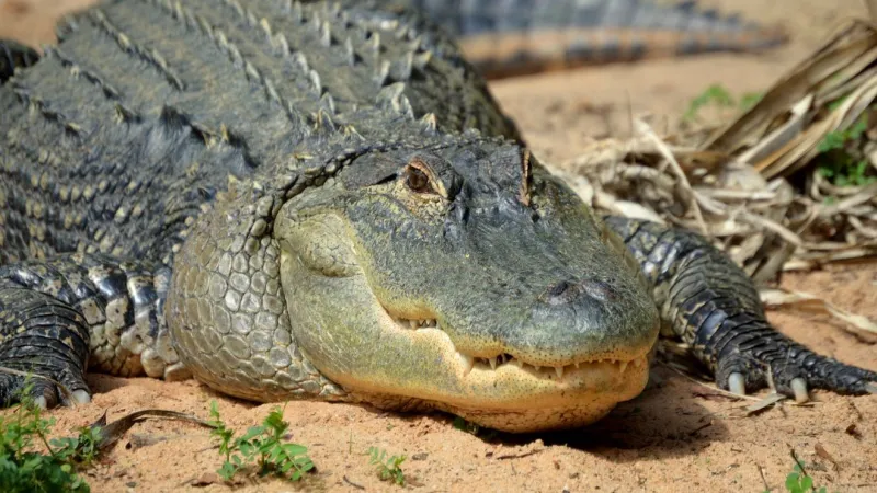 DNR alligator expert: How middle Georgians can be 'GatorWise' this summer