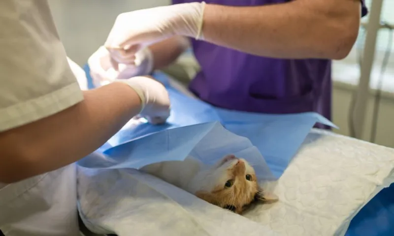 WALKER COUNTY ENACTS SPAY / NEUTER ORDINANCE