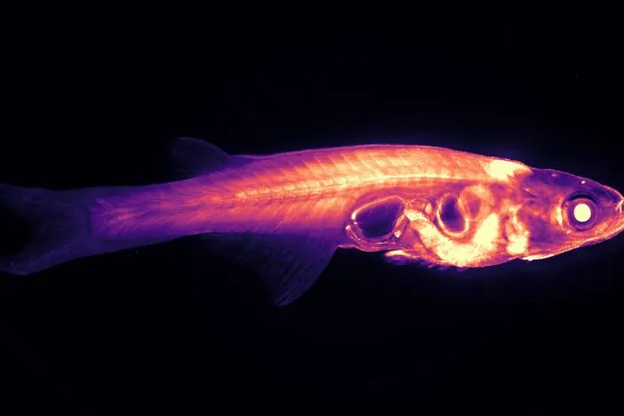 Is a transparent fish the future of brain science? This center is betting on it