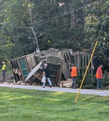 'Loose chickens everywhere': Poultry truck crashes in Clermont