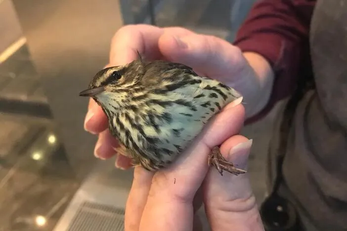 Birds Georgia documents 202 bird collisions into buildings across metro Atlanta and Coastal Georgia