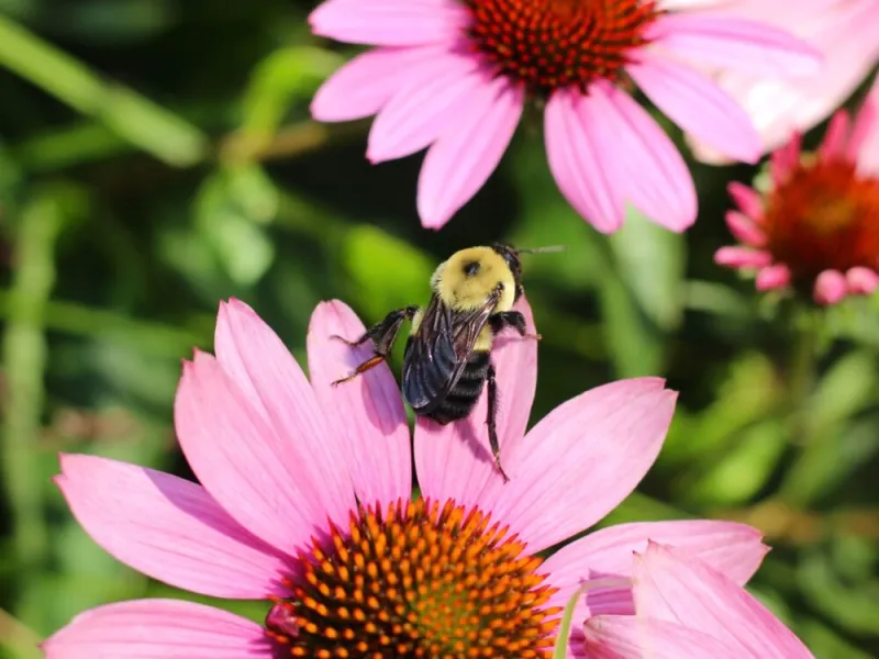 We can't live without pollinators
