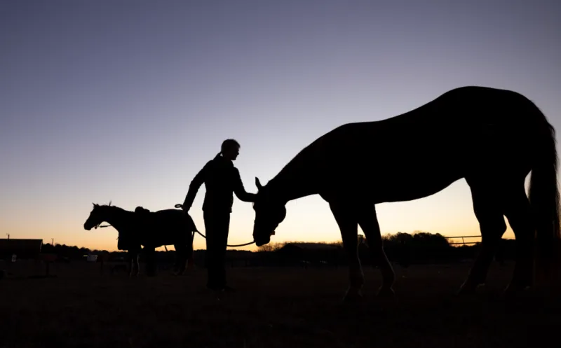 The Year of the Horse