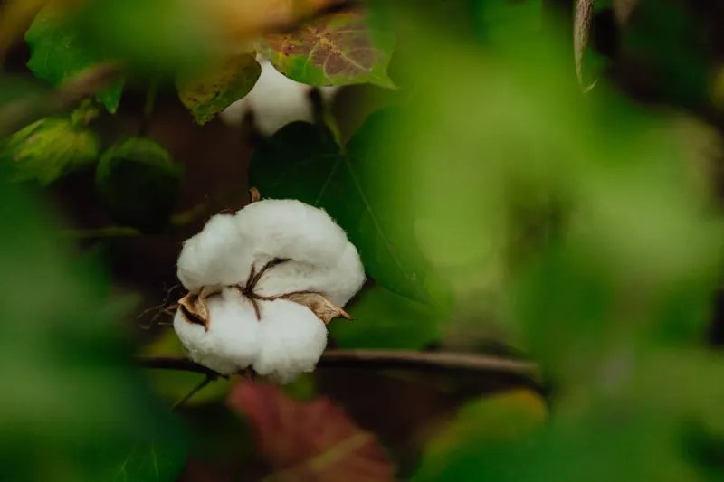 Researchers aim to grow cotton in living color, no dye required