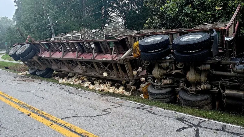 Chicken truck overturns in Clermont, spilling birds and closing road for hours