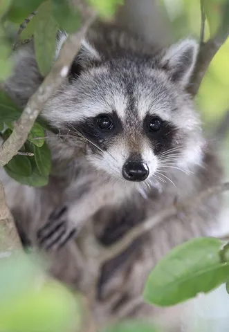 Raccoon tests positive for rabies in Hall County