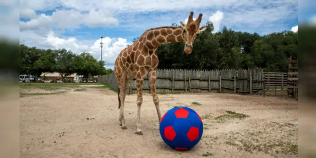 Wild Adventures Celebrates World Giraffe Day