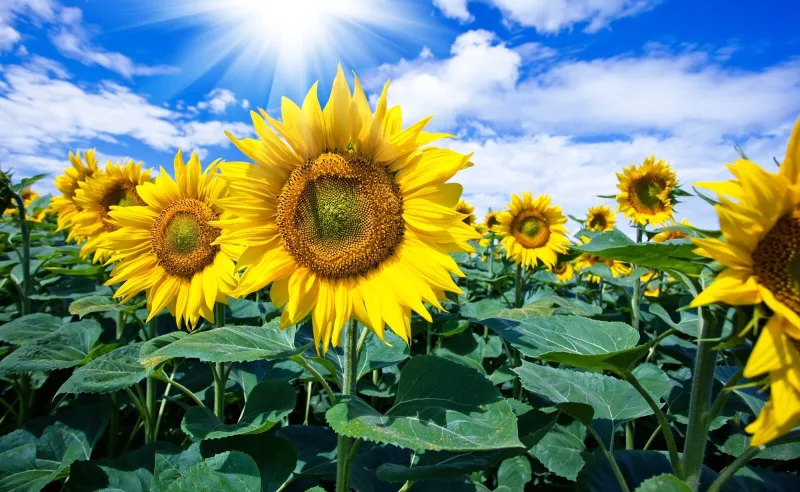 Take a road trip for Sunflower Weekend at Southern Belle Farms in McDonough