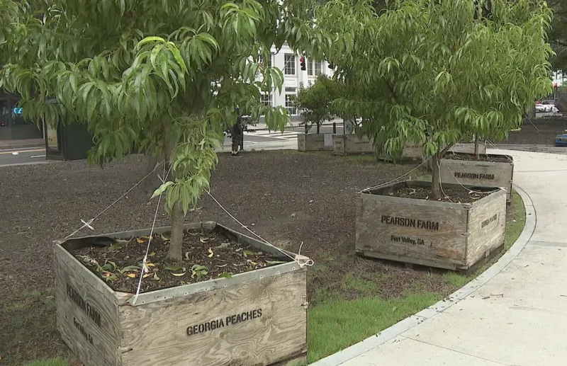 There are finally peach trees along Peachtree Street. Here's where you can find them