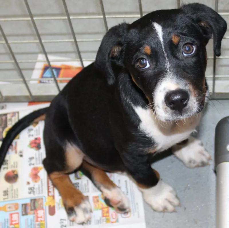 White County animal shelter overcrowded, seeks adopters