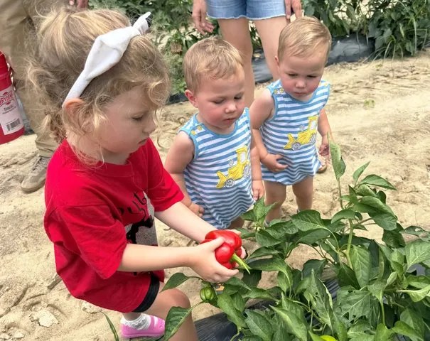Picking just the 'ripe' one at inaugural Tomato Festival
