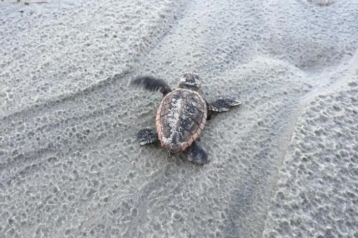 Georgia is on track for a record-high turtle nesting season. What's behind the good news