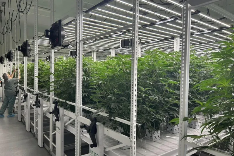 New state law expected to increase patient access to Georgia's medical cannabis program