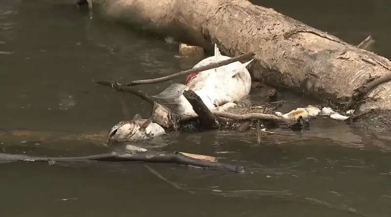 South River fish kill under investigation, chemical leak possible
