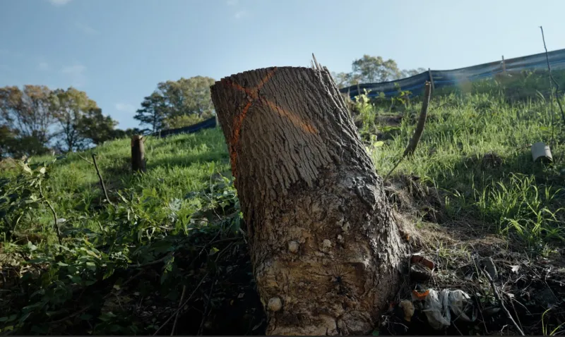 New documentary highlights Atlanta's alarming rate of tree loss