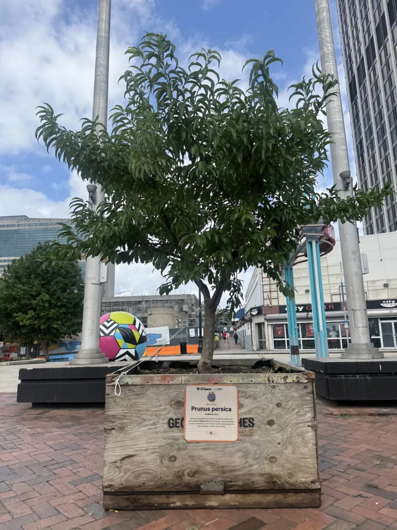 Cue the Instagram Photos: There Are Finally Peachtrees on on Peachtree