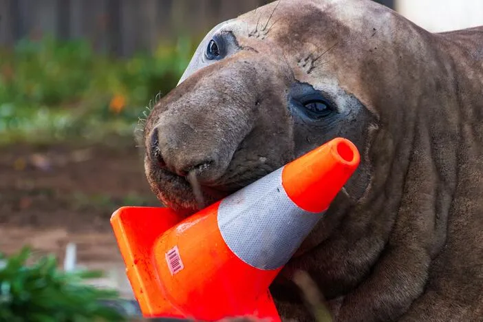 Australian officials ask fans to respect the privacy of Neil, a trouble-making seal