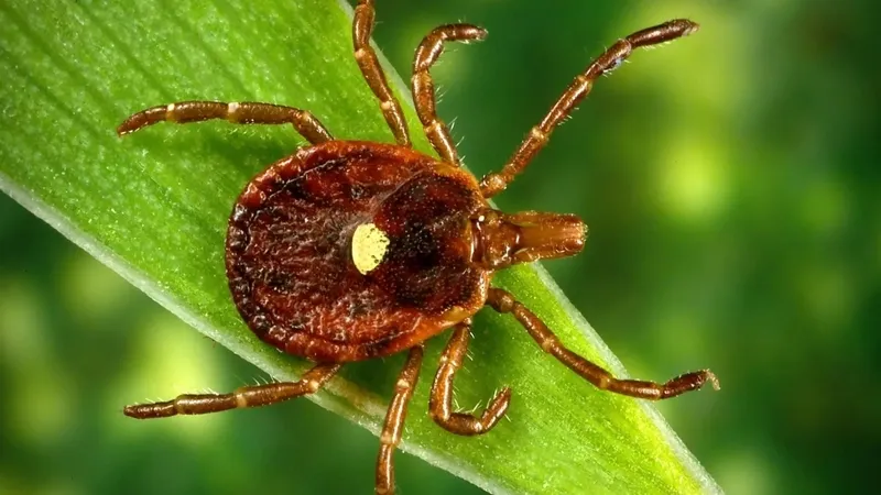 Tick bites are surging in the US this year. Here's what to know.