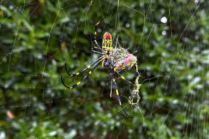 Georgia Today: Augusta data center; Joro spider diets; Gen Z app