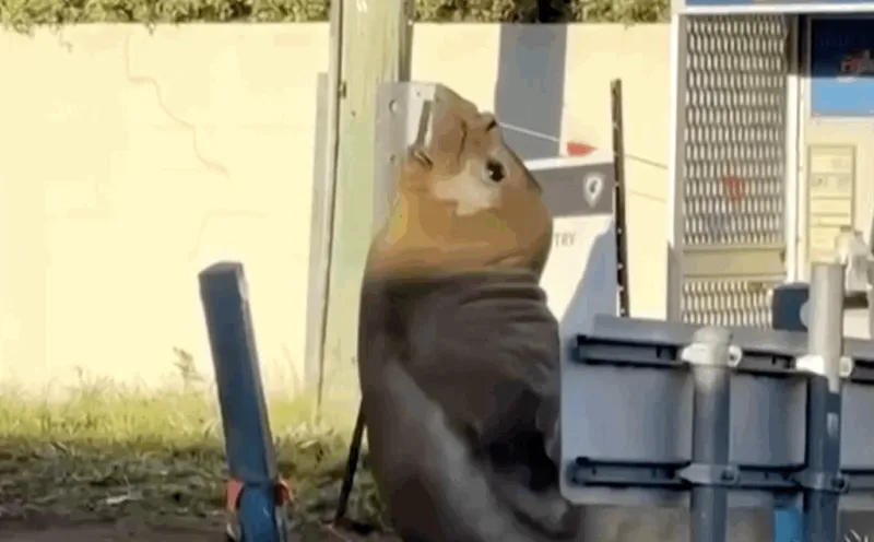 Australian officials ask fans to respect the privacy of Neil, a 1-ton seal who respects nothing