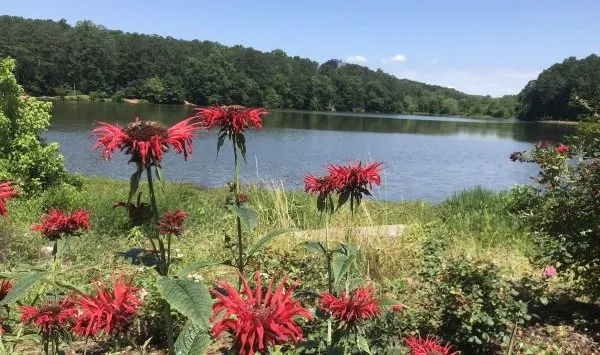 Shady Walks: Wildflowers, water views, & an easy nature trail at Murphey Candler Park