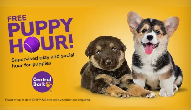 FREE Puppy Hour at Central Bark: Help your new puppy gain socialization skills