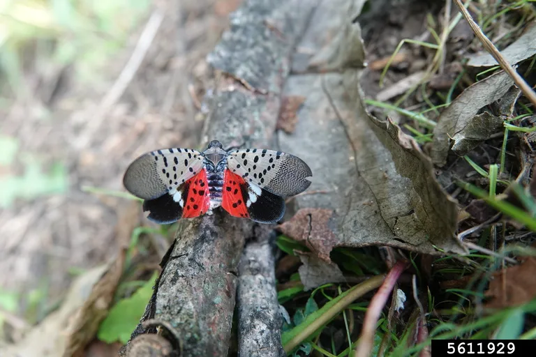 Spotted lanternflies are inching closer to Georgia crops. Here's how experts say you can help.