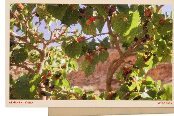 Greetings from a Syrian church, infused with a mix of sweet fruit and diverse faiths