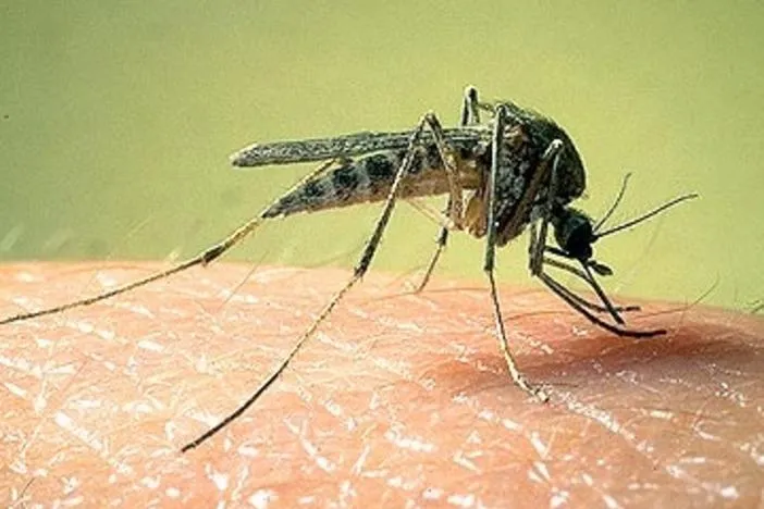 Mosquito trap in Atlanta tests positive for West Nile virus