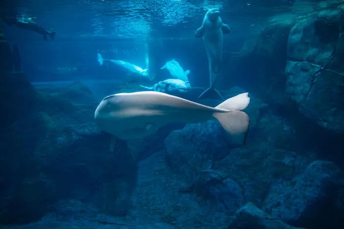 Georgia Aquarium to receive two beluga whales from closed Canadian theme park