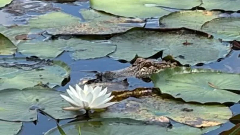 Animal Enforcement moves 3-foot Scooter the gator after he strays into neighborhood pond
