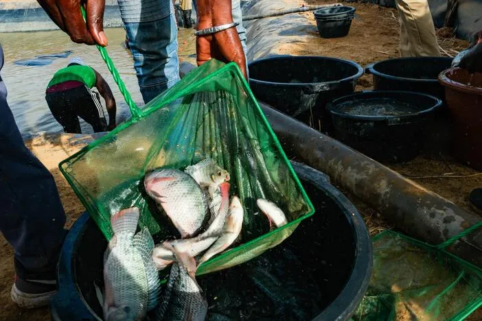 A promising tale from Senegal of fish, rice .... and dangerous worms