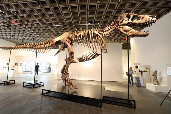 Want to own a real T. rex? It could cost you $30 million