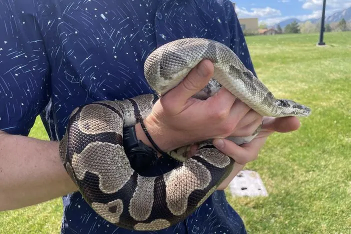 Pythons' extreme biology may hold clues for treating human disease