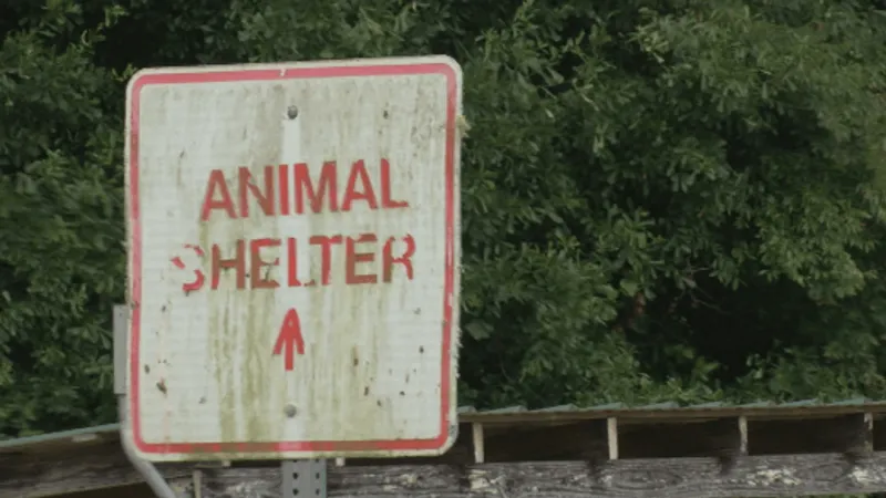 'This is horrific' | Sheriff says video shows puppies placed alive in incinerator