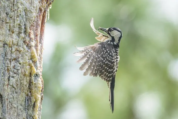 Environmental groups sue government to stop a big change to the Endangered Species Act