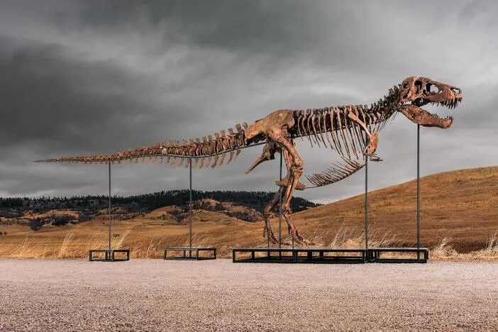 Mystery bidder buys T. rex nicknamed 'Gus' for a record $50 million