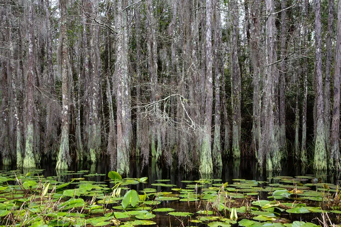 The Okefenokee is on the verge of UNESCO World Heritage status, bringing promise - and pressure