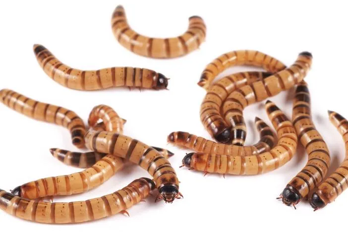 A bug commonly sold at pet stores is helping scientists with a vexing task