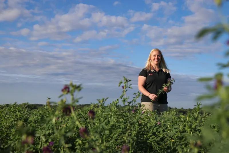 UGA researcher looks at 'the queen of forages' for Southern beef cattle
