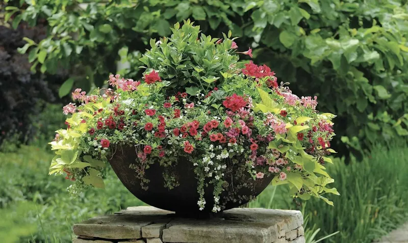 Free gardening classes at all Pike Nurseries on Saturday mornings
