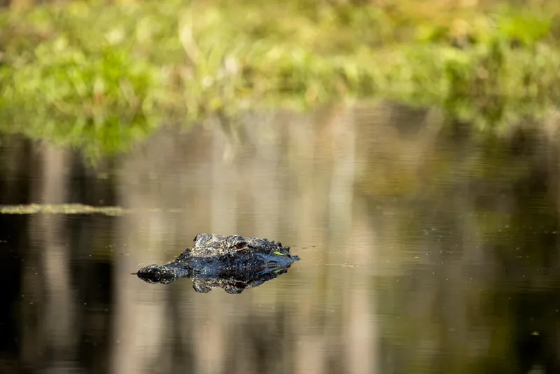 The Okefenokee is on the verge of UNESCO World Heritage status, bringing promise - and pressure