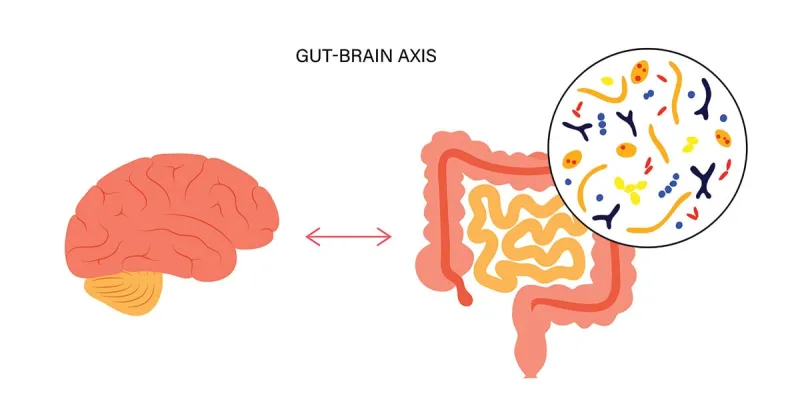Gut feelings: How stress may reshape the microbiome and influence brain health
