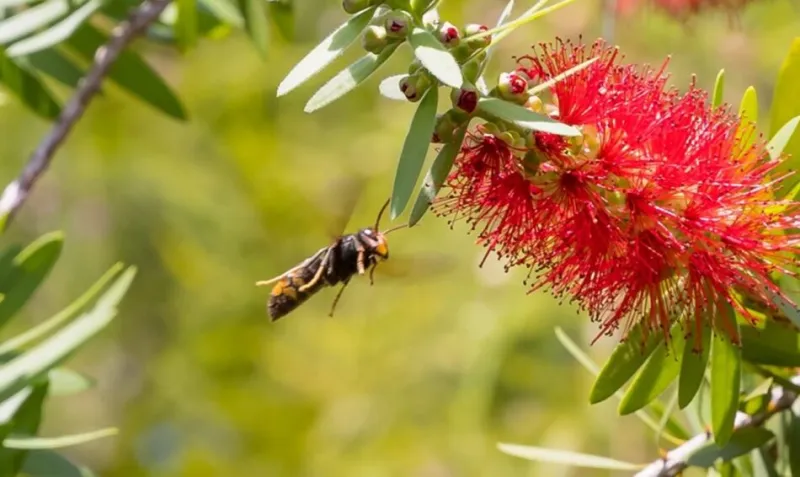 BOLO: Be on the lookout for this pollinator predator