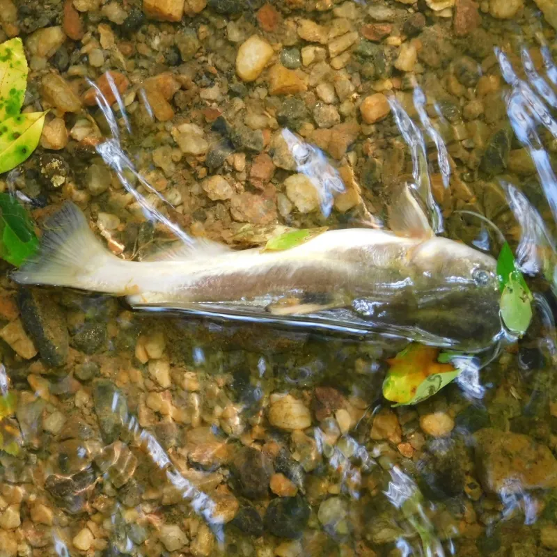 Officials clash over cause of South River fish kill
