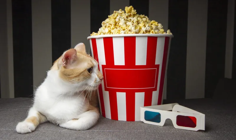 Get your tickets for the Cat Video Fest, playing at the Plaza Theatre for two days only, Aug. 8th & 9th