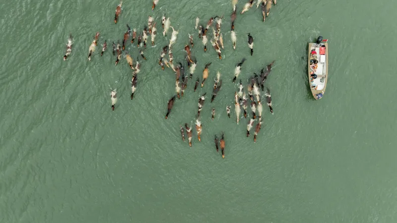 The wild horses of Chincoteague have been swimming to shore for 101 years