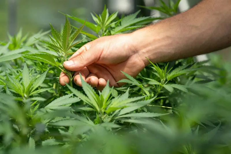 Your favorite hemp products could become illegal this November, but you can help